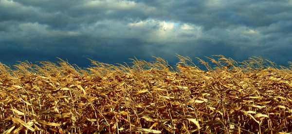Dried corn field beneath gray storm clouds.